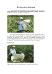 El cultivo de la Alcachofa