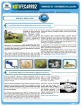 NOTIFECARROZ SEMANARIO N° 98 — CENTROAMÉRICA 13 de