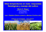 Altas temperaturas en maíz: respuestas fisiológicas y manejo del