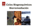 Mercurio y microorganismos ambientales_2015