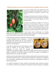 Polifenoles presentes en el cacao muestran potencial
