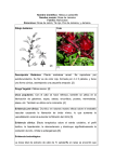 Hibiscus sabdariffa (Rosa de Jamaica)