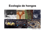ecologia de hongos