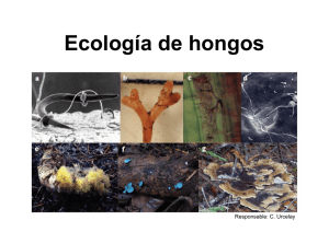 ecologia de hongos