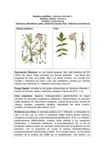 Nombre científico: Valeriana officinalis L. Nombre común: Valeriana