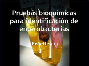 Pruebas bioquímicas de identificación de enterobacterias