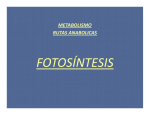 Fotosintesis Bio 3 2012