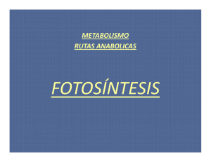 Fotosintesis Bio 3 2012
