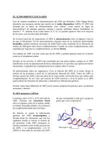 El ÁCIDO RIBONUCLEICO