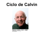 Ciclo de Calvin dge