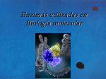 Enzimas utilizadas en biología molecular