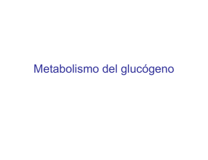 Metabolismo del glucógeno