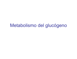 Metabolismo del glucógeno