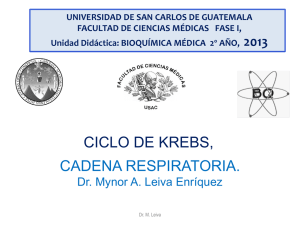 Ciclo de Krebs - Bioquímica