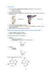 Estructura primaria de los ácidos nucleicos.