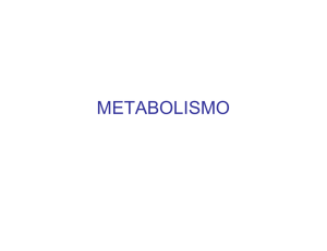 metabolismo - Profesora Maribel Arnes