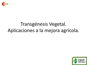 Transgénesis Vegetal. Aplicaciones a la mejora agrícola.