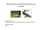 Determinación y diferenciación del sexo en peces Fisio 2010 DV