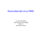 Diversidad del virus PRRS