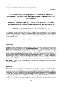 Transient GUS gene expression in cassava (Manihot esculenta