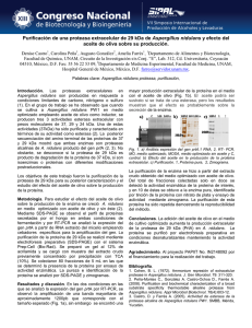 Purificación de una proteasa extracelular de 29 kDa de Aspergillus