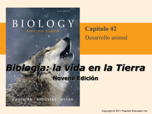 Capítulo 42 - Desarrollo_Animal