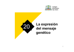 20 Expresión génica