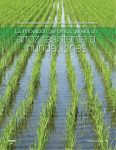 arroz resistente a inundaciones - Global Biotech Consulting Group