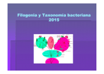 Filogenia bacteriana 2015