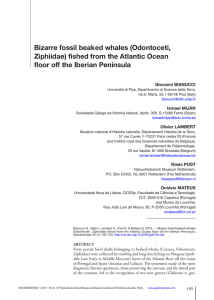 Bizarre fossil beaked whales (Odontoceti, Ziphiidae) fished from the