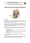 disección articulación de mamífero - Pontificia Universidad Católica