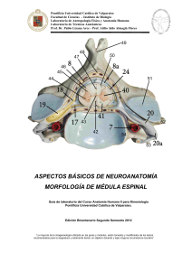 aspectos básicos de neuroanatomía morfología de médula espinal