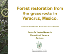 Forest restoration from the grassroots in Veracruz, Mexico