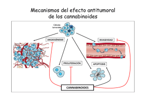 Mecanismos del efecto antitumoral de los cannabinoides