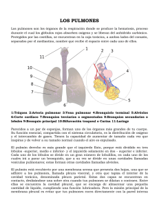 los pulmones