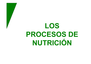 Nutrición autótrofa - Colegio Los Aromos