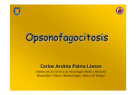 Opsonofagocitosis