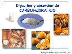 Digestión y absorción de CARBOHIDRATOS