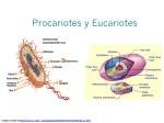 Procariotes y Eucariotes
