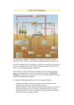 Ciclo del Nitrógeno