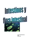 Los intestinos y la flora intestinal