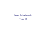 Orden Spirochaetales Tema 18