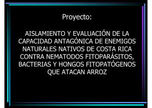 Proyecto - Conarroz