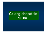 Colangiohepatitis Felina - Red Nacional de Veterinarias