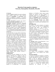Bacterias gramnegativas exigentes: Neiseria, Haemophylus