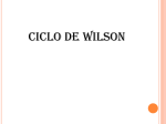 Ciclo de Wilson