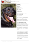 PDF - Animals Sense Sostre