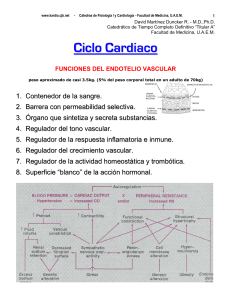 Ciclo Cardiaco - David Mart&iacute;nez Duncker R.
