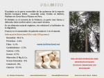 Palmito. - bolivianland