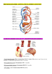 procolos banerji -sistema circulatorio